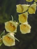 Digitalis grandiflora